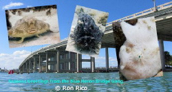 Seasons Greetings from the Blue Heron Bridge Gang

 by Ron Rico 